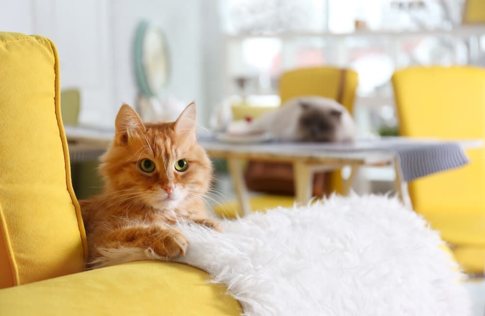 4 Tips To Stop Your Cat Scratching the Furniture